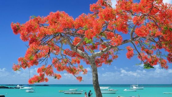 Почивка на остров Мавриций - водач от България при минимум 12 туристи !