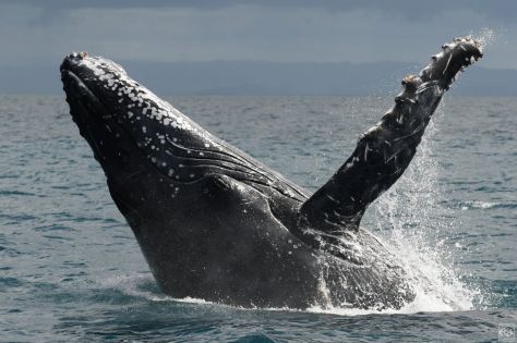 ПОЧИВКА в МАДАГАСКАР - остров Сент Мари - тропически рай и девствени плажове!