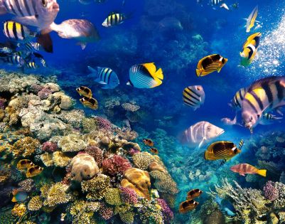 Почивка в ЕГИПЕТ - ШАРМ ЕЛ ШЕЙХ - Специална ваканционна програма за всички възрасти!